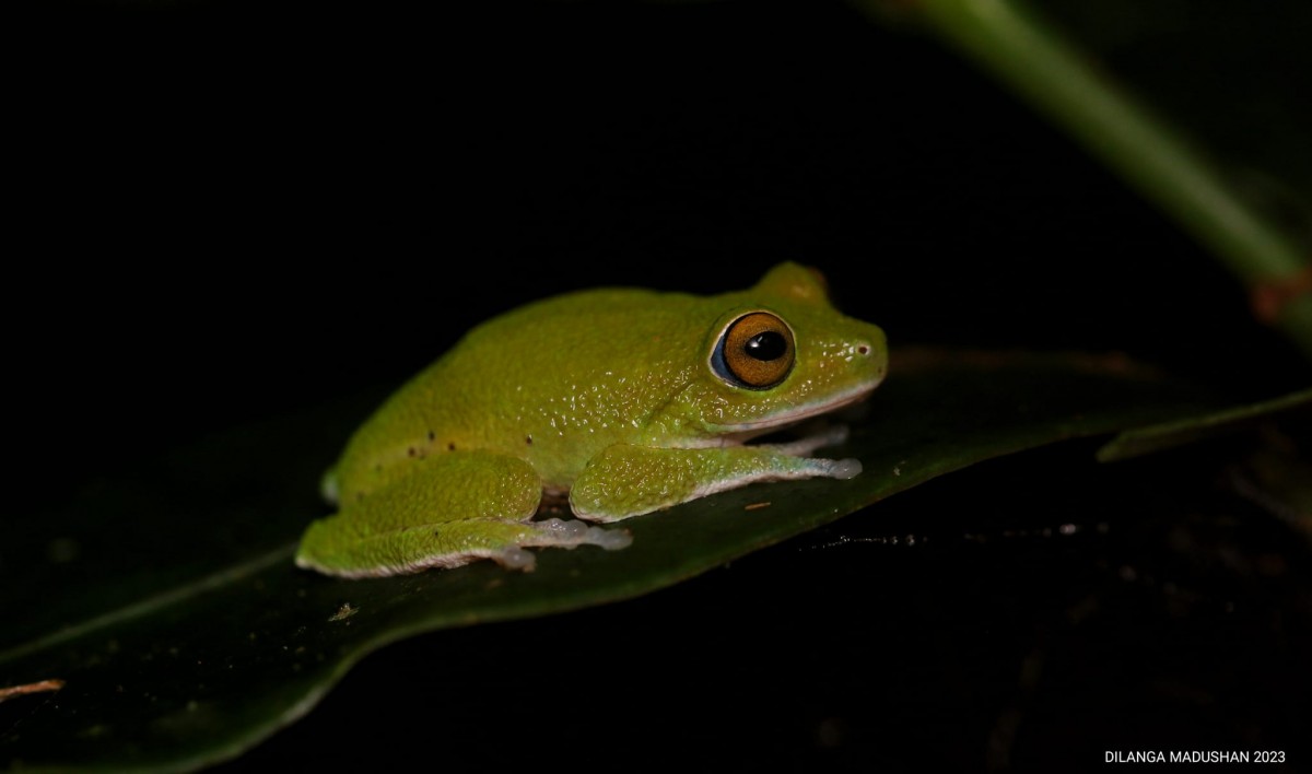 Pseudophilautus mooreorum Megaskumbura & Manamendra-Arachcchi, 2005